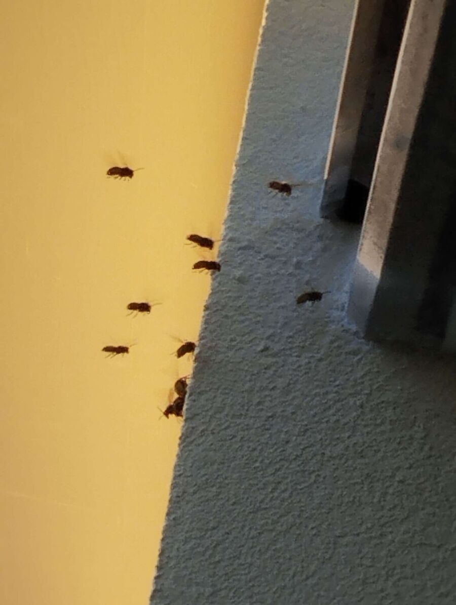  Bienennest entfernen