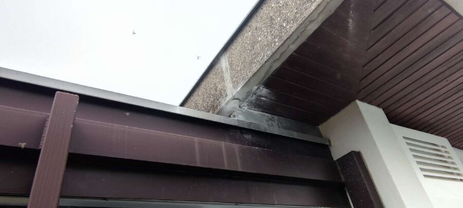 Bienen umsiedeln &  Bienennest entfernen 