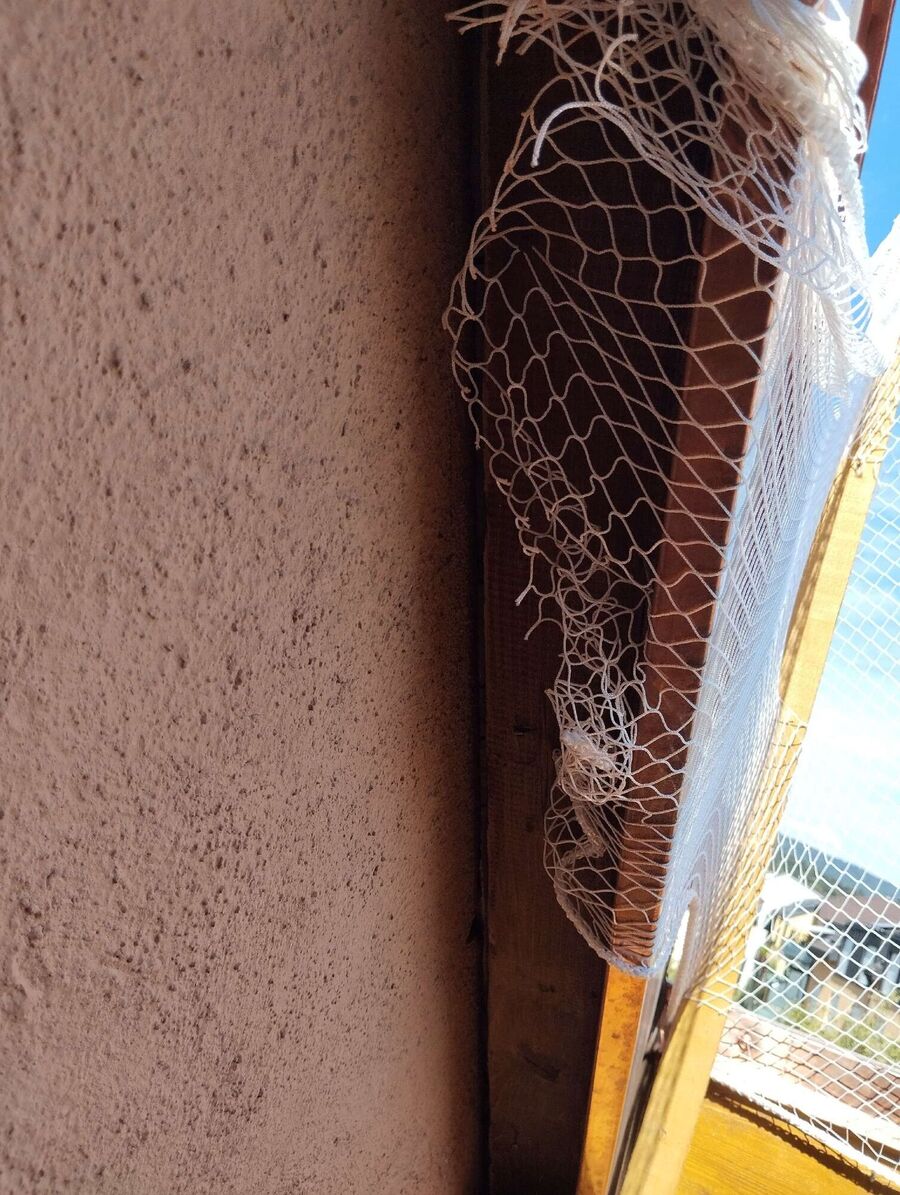  Bienennest entfernen