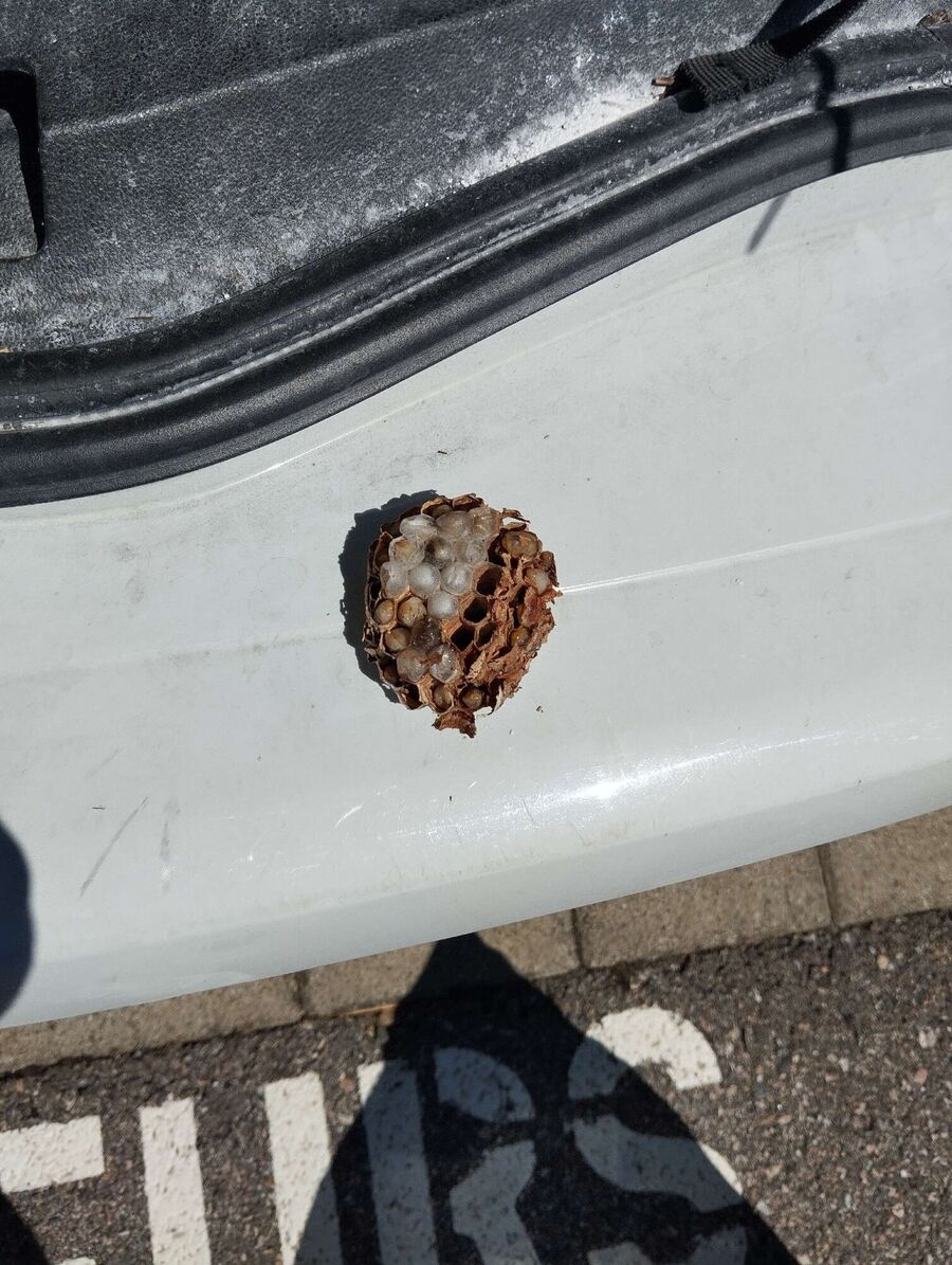  Bienennest entfernen