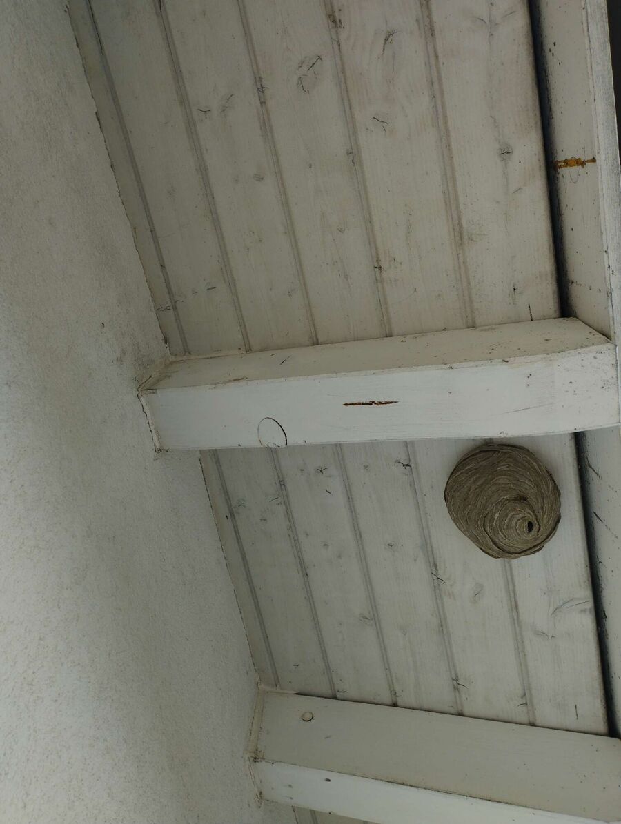 Bienen umsiedeln &  Bienennest entfernen 