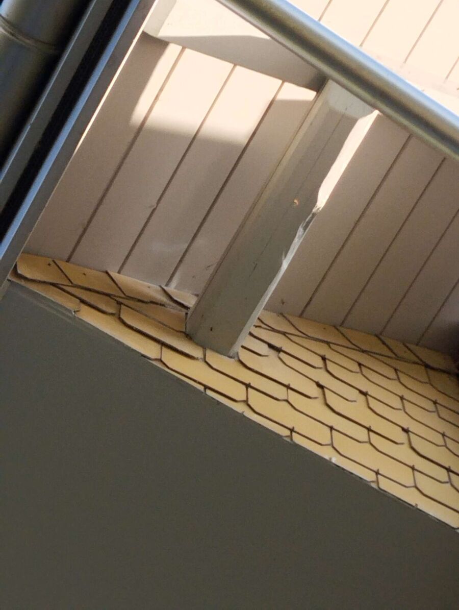 Bienen umsiedeln &  Bienennest entfernen 