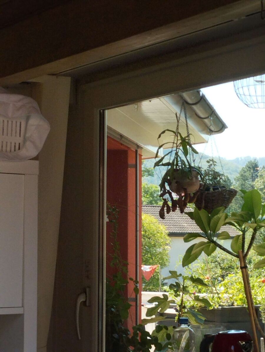  Bienennest entfernen