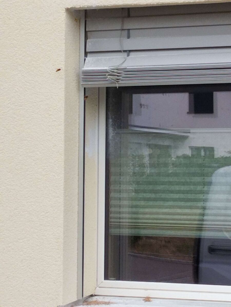 Bienen umsiedeln &  Bienennest entfernen 