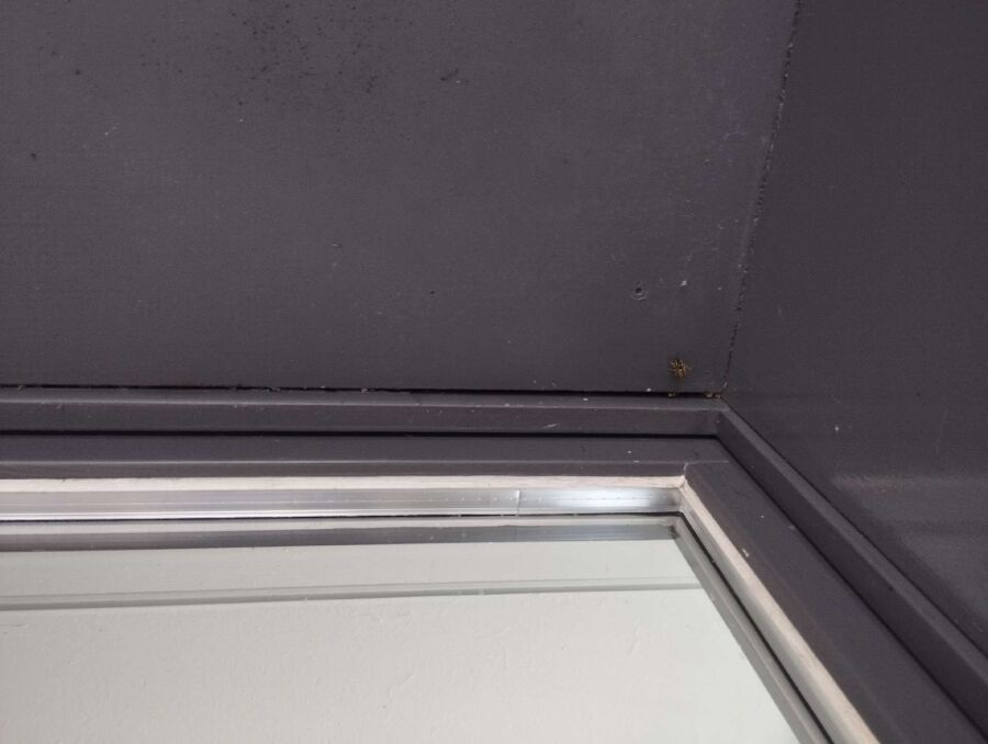  Bienennest entfernen