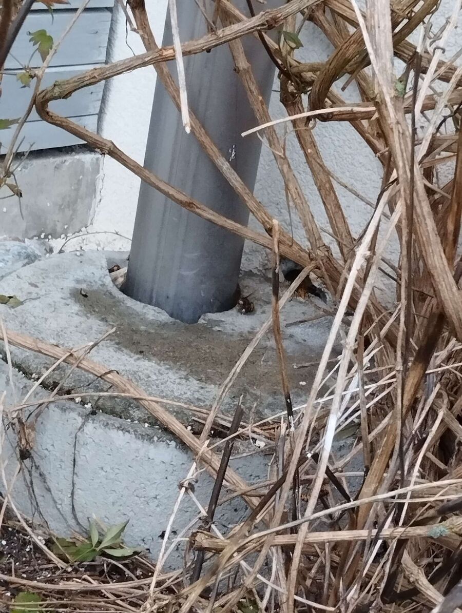 Bienen umsiedeln &  Bienennest entfernen 