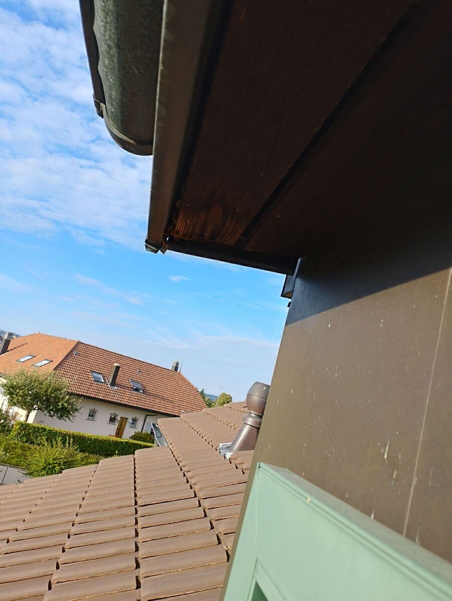 Bienen umsiedeln &  Bienennest entfernen 