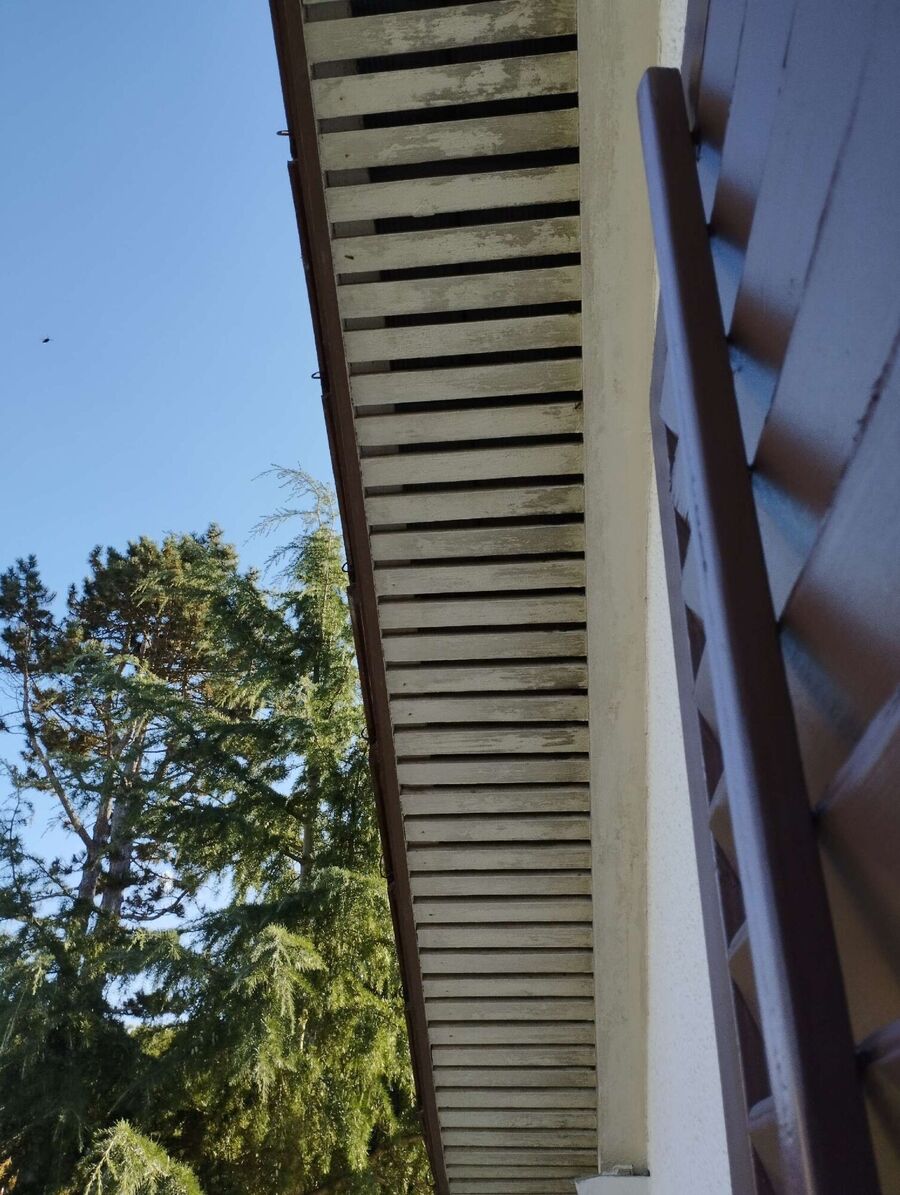 Bienen umsiedeln &  Bienennest entfernen 