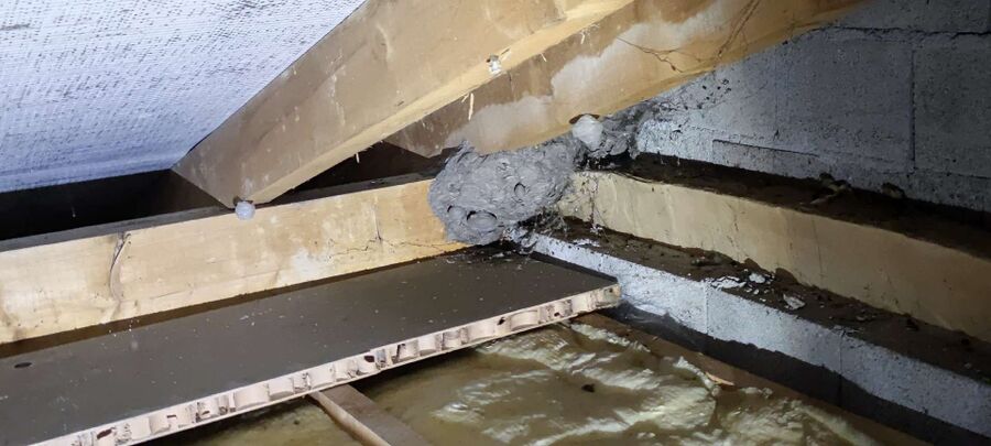 Bienen umsiedeln &  Bienennest entfernen 