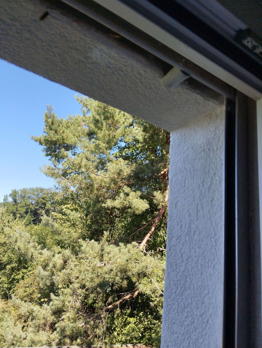 Bienen umsiedeln &  Bienennest entfernen 