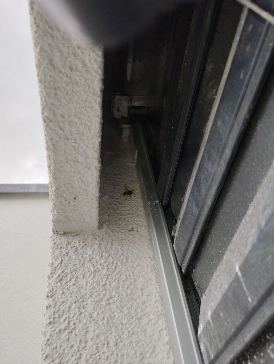  Bienennest entfernen.jpeg