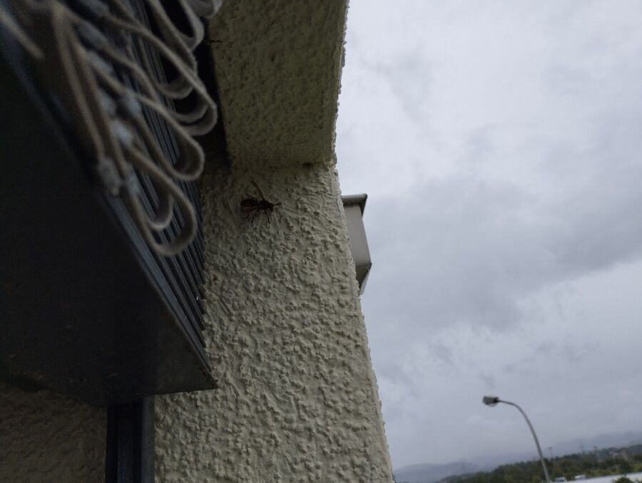  Bienennest entfernen