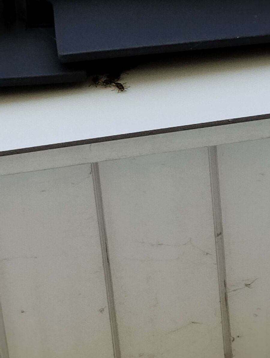 Bienen umsiedeln &  Bienennest entfernen 