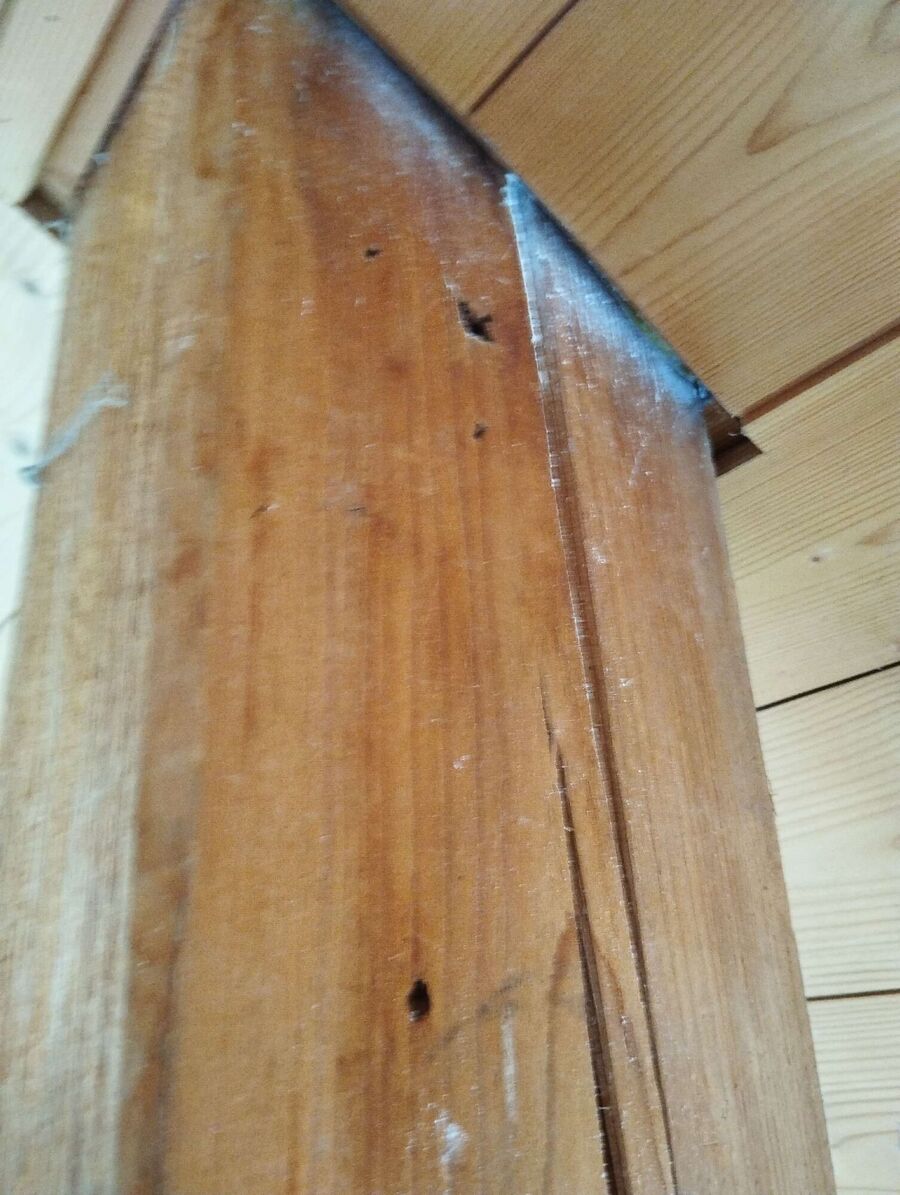  Bienennest entfernen