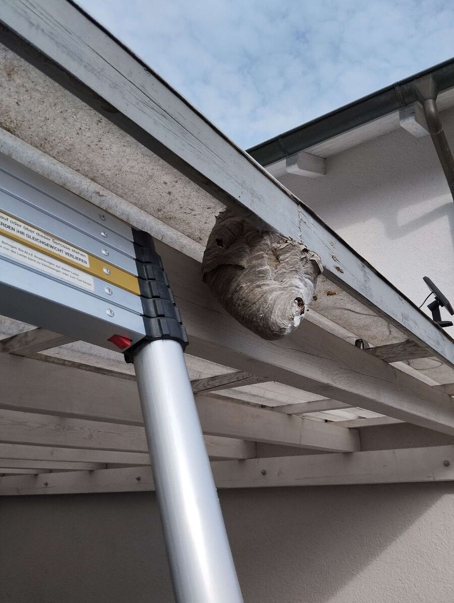 bienennest-am-haus-entfernen.jpg