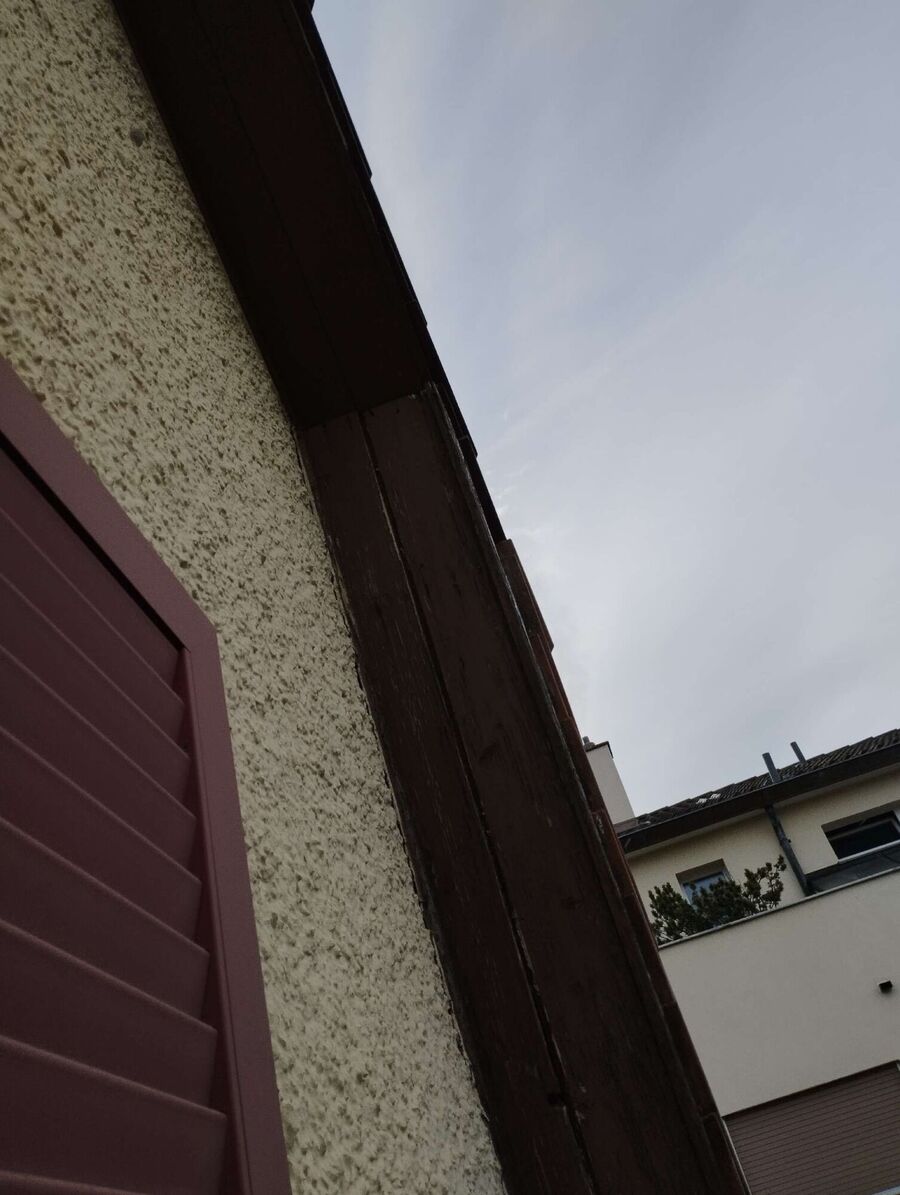 Bienen umsiedeln &  Bienennest entfernen 