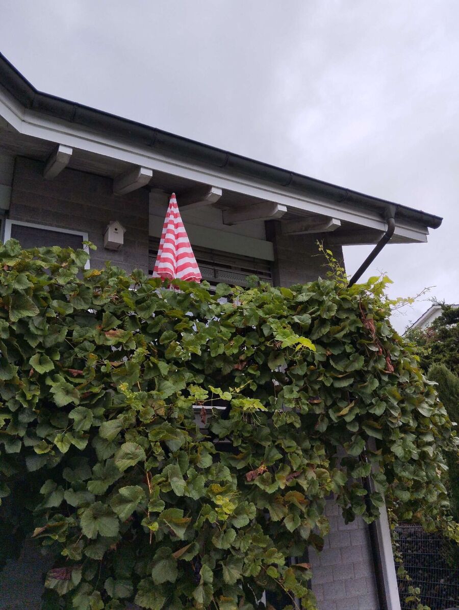  Bienennest entfernen.jpeg