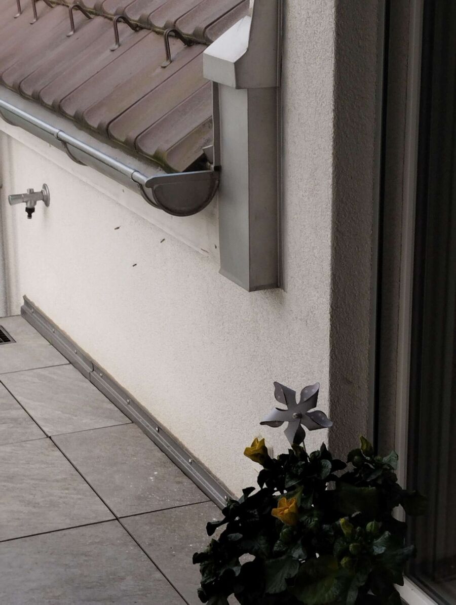 Bienen umsiedeln &  Bienennest entfernen 