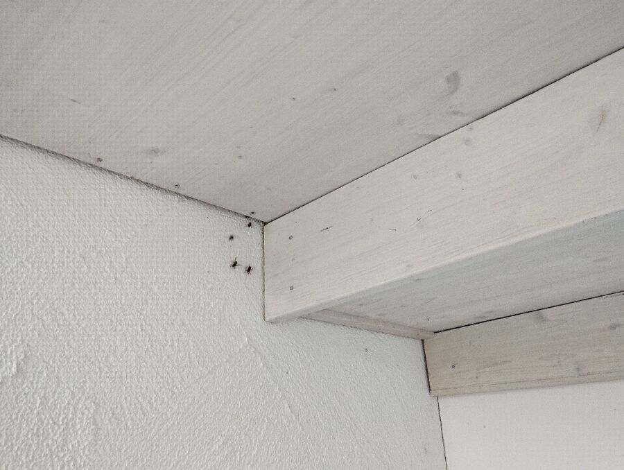  Bienennest entfernen