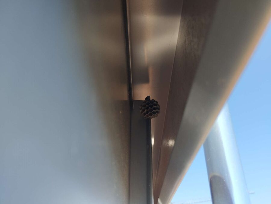  Bienennest entfernen