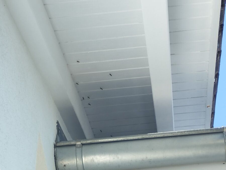  Bienennest entfernen.jpeg