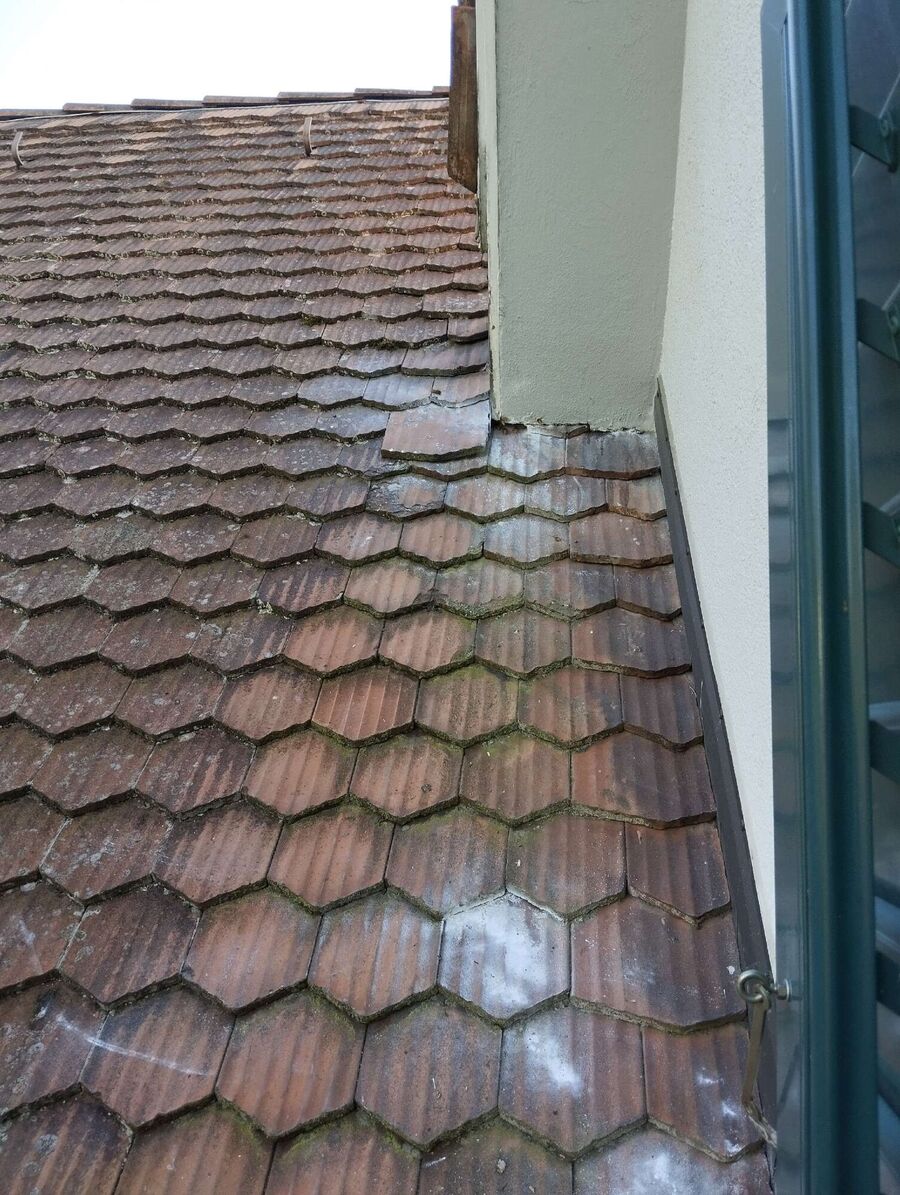  Bienennest entfernen.jpeg