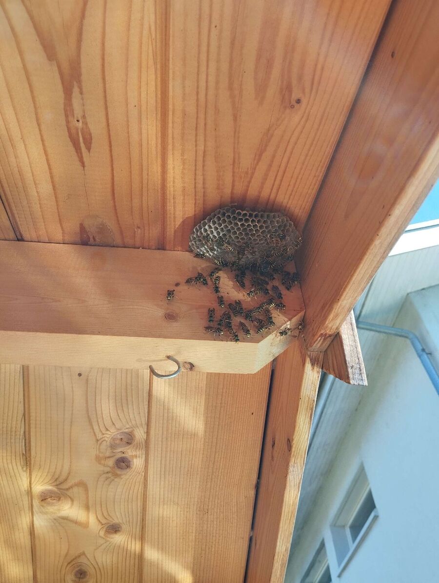  Bienennest entfernen.jpeg