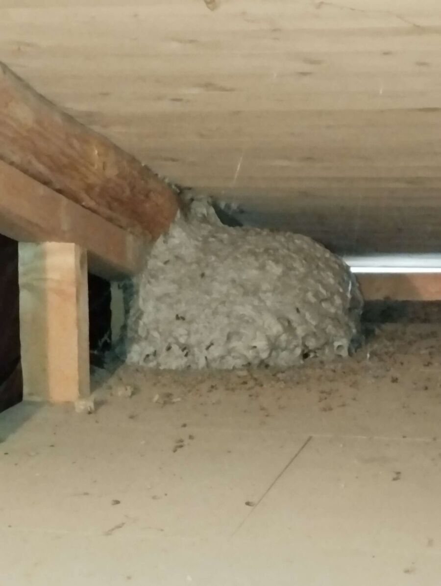  Bienennest entfernen.jpeg