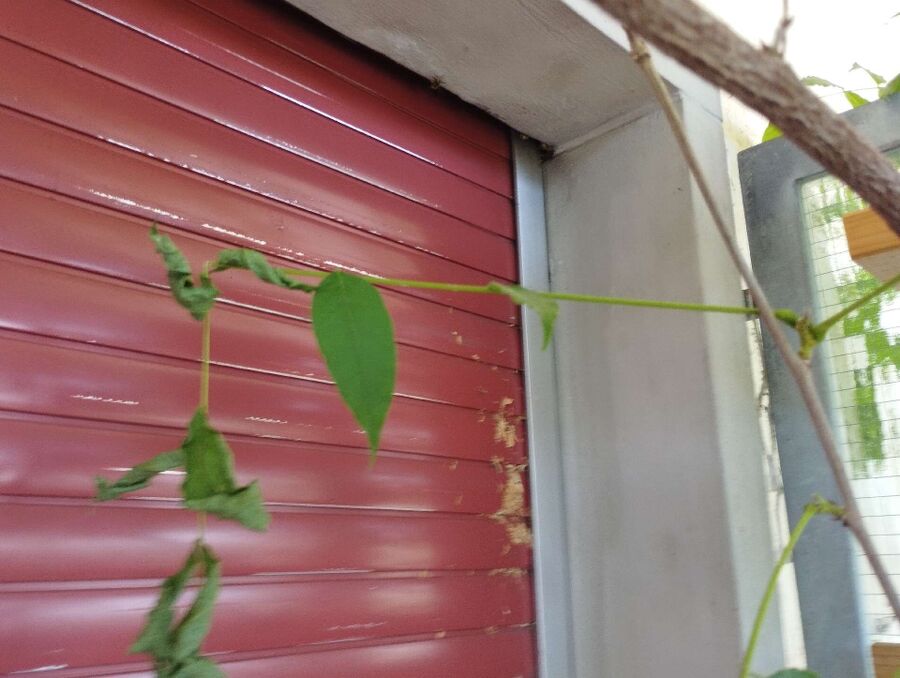  Bienennest entfernen.jpeg