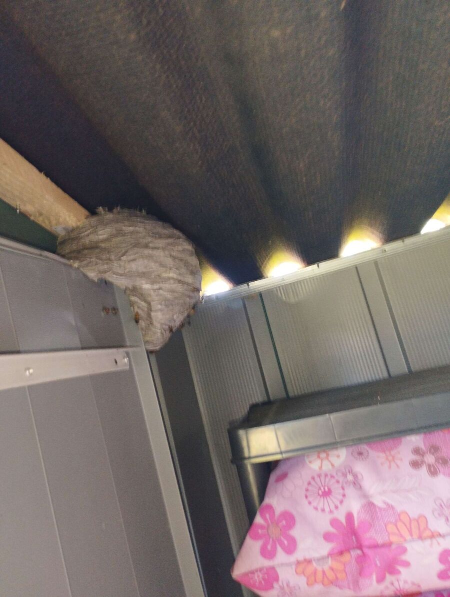  Bienennest entfernen