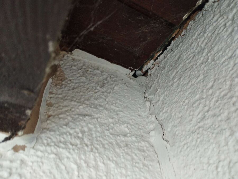  Bienennest entfernen