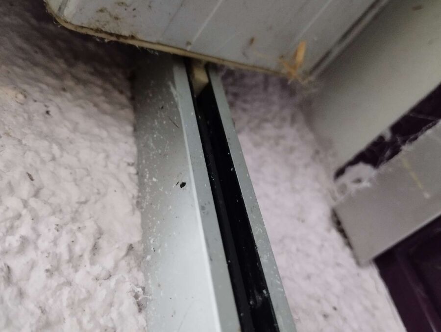 Bienen umsiedeln &  Bienennest entfernen 