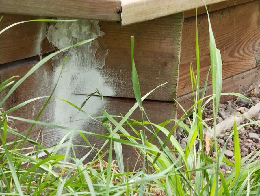  Bienennest entfernen