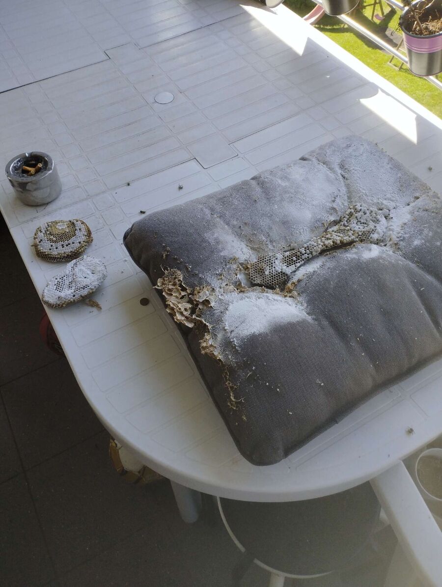  Bienennest entfernen.jpeg