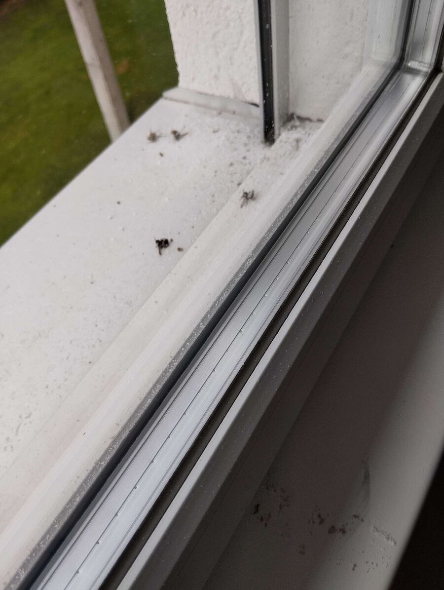  Bienennest entfernen.jpeg