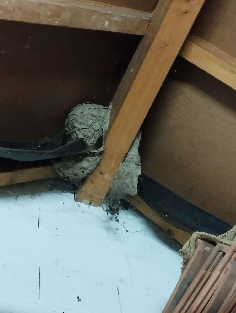  Bienennest entfernen