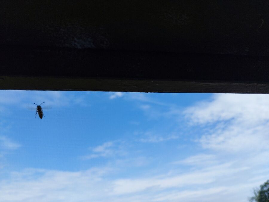 Bienen umsiedeln &  Bienennest entfernen 