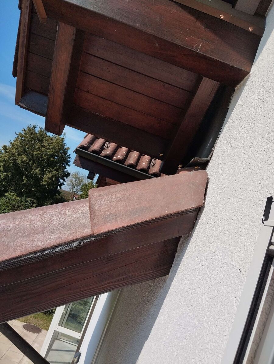 Bienen umsiedeln &  Bienennest entfernen 