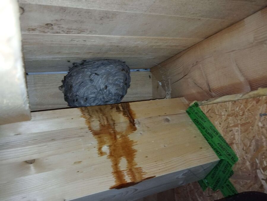  Bienennest entfernen.jpeg