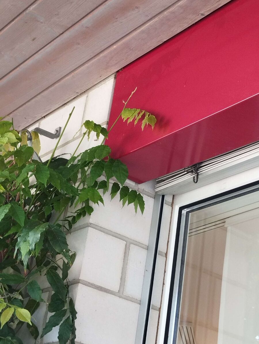  Bienennest entfernen.jpeg