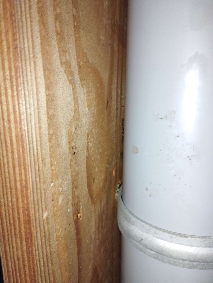 Bienen umsiedeln &  Bienennest entfernen 