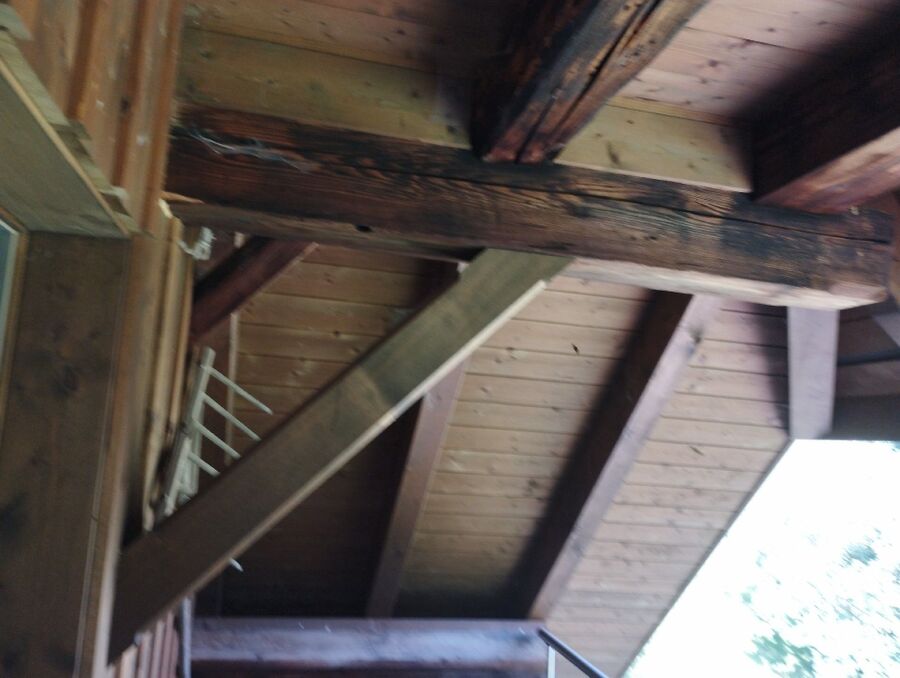  Bienennest entfernen