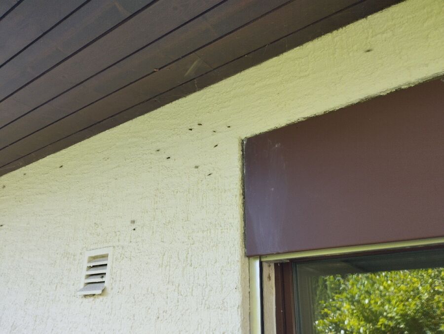  Bienennest entfernen.jpeg