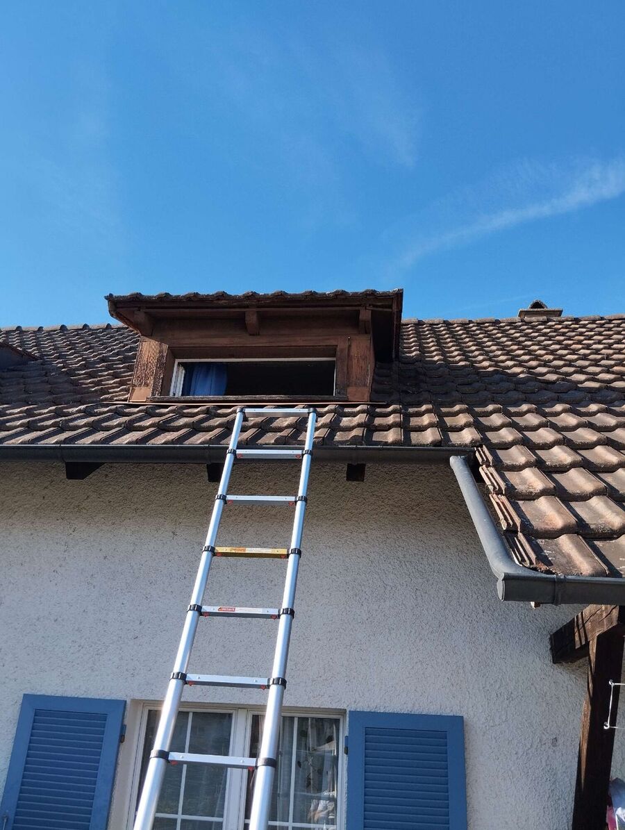  Bienennest entfernen.jpeg