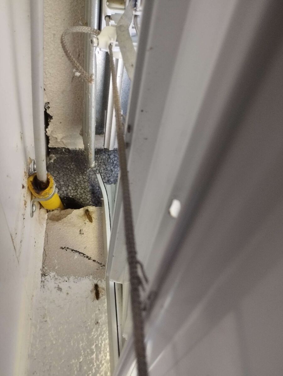 Bienen umsiedeln &  Bienennest entfernen 