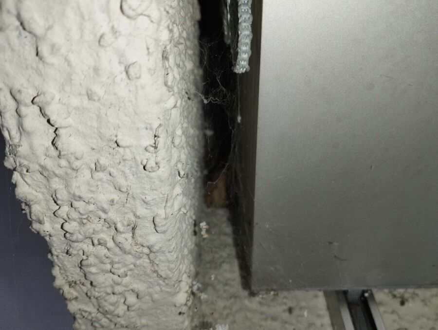 Bienen umsiedeln &  Bienennest entfernen 