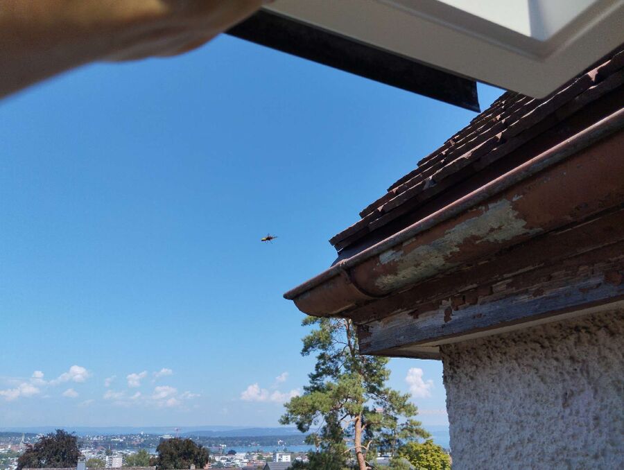 Bienen umsiedeln &  Bienennest entfernen 