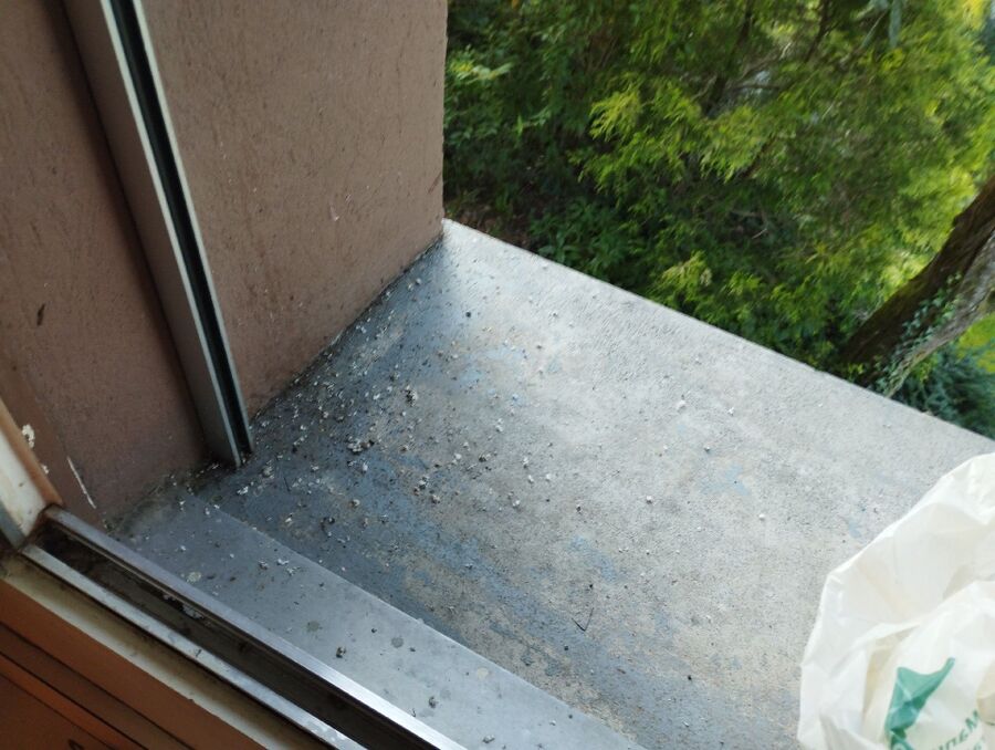 Bienen umsiedeln &  Bienennest entfernen 