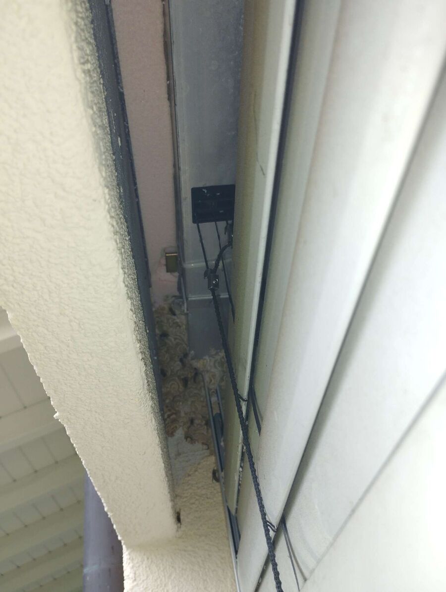  Bienennest entfernen.jpeg