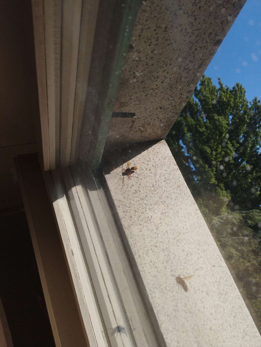  Bienennest entfernen